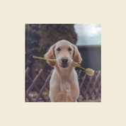 Square Photo book - Softcover 200mm Square